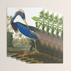 John James Audubon - Louisiana Heron Wrapping Paper Gallery Image 3