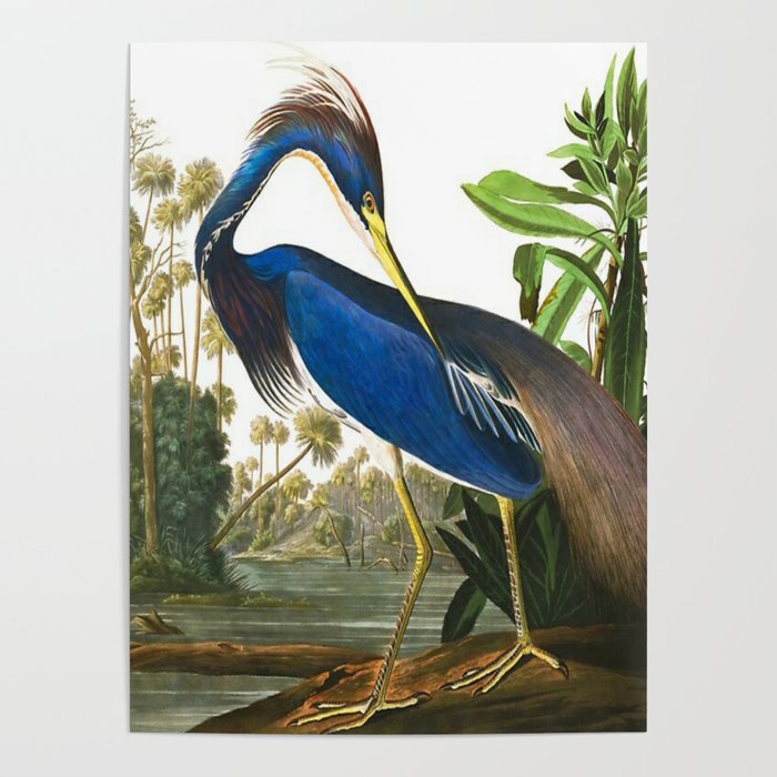 John James Audubon - Louisiana Heron Poster Gallery Image 4