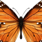monarch butterfly Coffee Mug Gallery Image 2