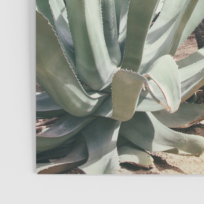 Cactus Garden #3 - Nature Photography Poster Gallery Image 3