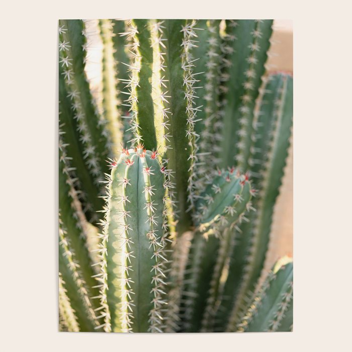 Gold & Green Cacti | Marrakech Botanical Photography Poster Gallery Image 4