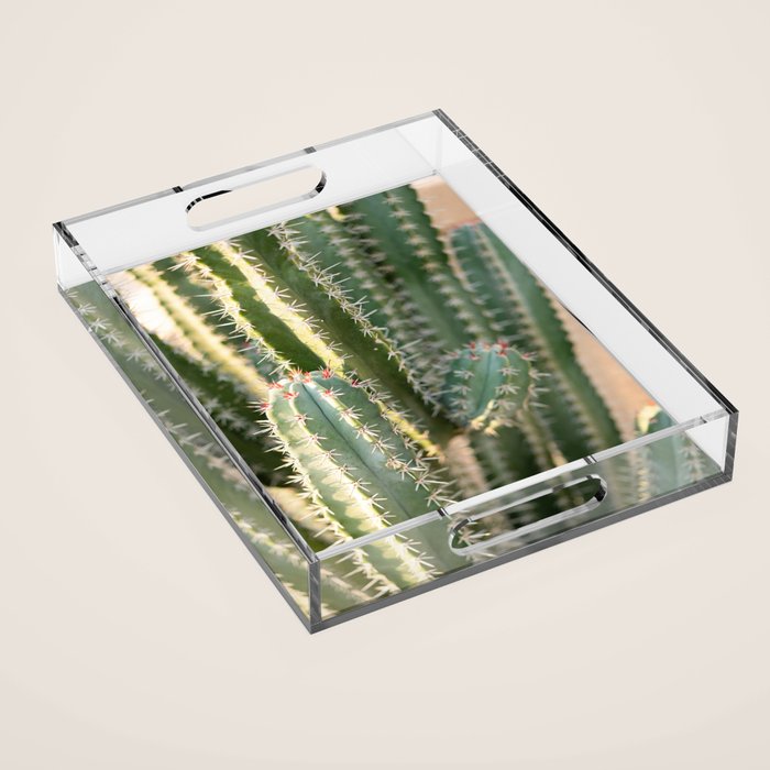 Gold & Green Cacti | Marrakech Botanical Photography Acrylic Tray Gallery Image 1