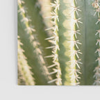 Gold & Green Cacti | Marrakech Botanical Photography Poster Gallery Image 3