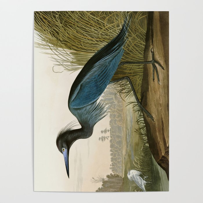 Little Blue Heron - John James Audubon's Birds of America Print Poster Gallery Image 4