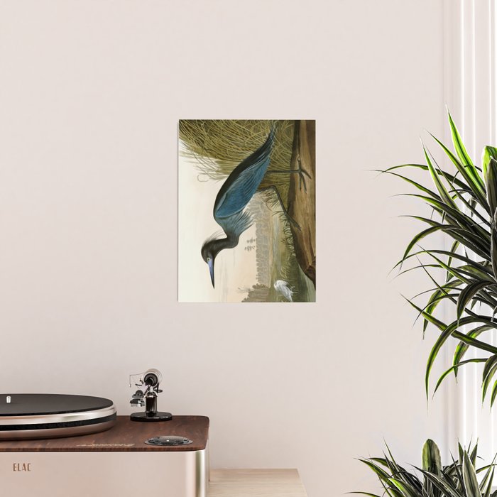 Little Blue Heron - John James Audubon's Birds of America Print Poster Gallery Image 2