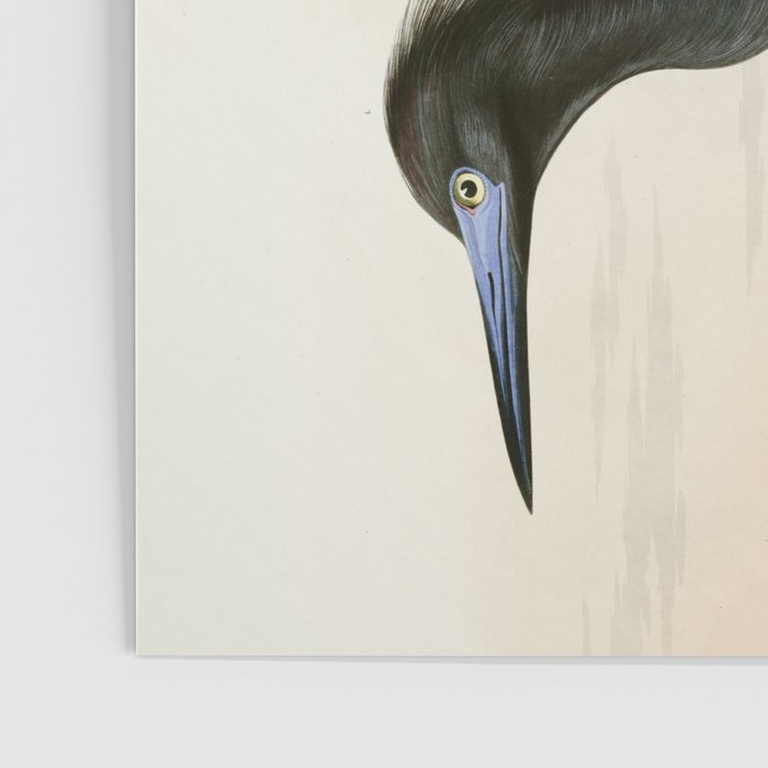 Little Blue Heron - John James Audubon's Birds of America Print Poster Gallery Image 3
