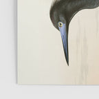 Little Blue Heron - John James Audubon's Birds of America Print Poster Gallery Image 3