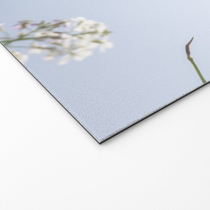 Wild radish flowers in a meadow in the spring against a clear blue sky - nature photography Welcome Mat Gallery Image 2