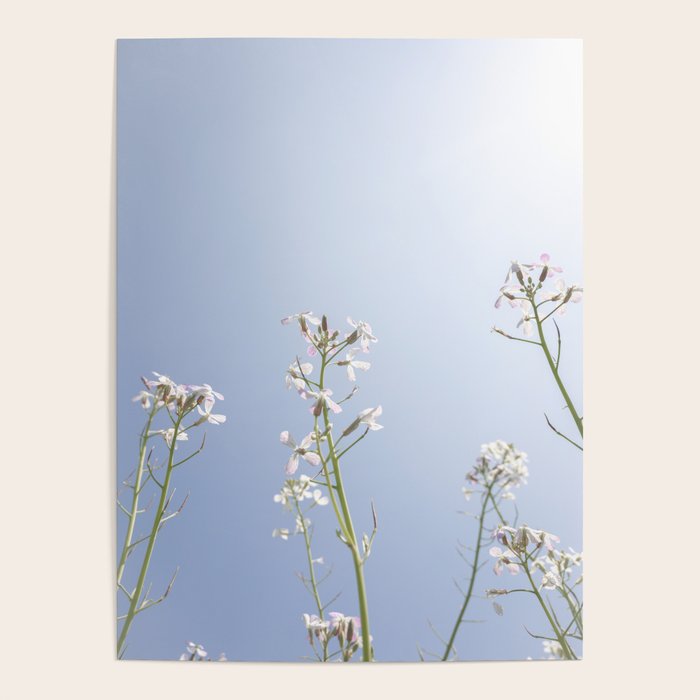 Wild radish flowers in a meadow in the spring against a clear blue sky - nature photography Poster Gallery Image 4