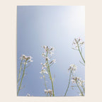 Wild radish flowers in a meadow in the spring against a clear blue sky - nature photography Poster Gallery Image 4