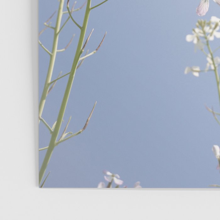 Wild radish flowers in a meadow in the spring against a clear blue sky - nature photography Poster Gallery Image 3