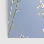 Wild radish flowers in a meadow in the spring against a clear blue sky - nature photography Poster Gallery Image 3