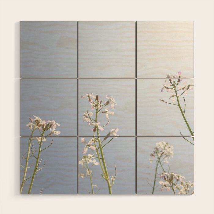 Wild radish flowers in a meadow in the spring against a clear blue sky - nature photography Wood Wall Art Gallery Image 1
