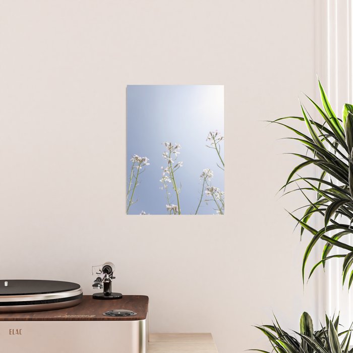 Wild radish flowers in a meadow in the spring against a clear blue sky - nature photography Poster Gallery Image 2