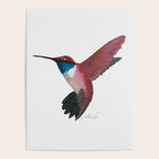 Red Hummingbird  Poster Gallery Image 4