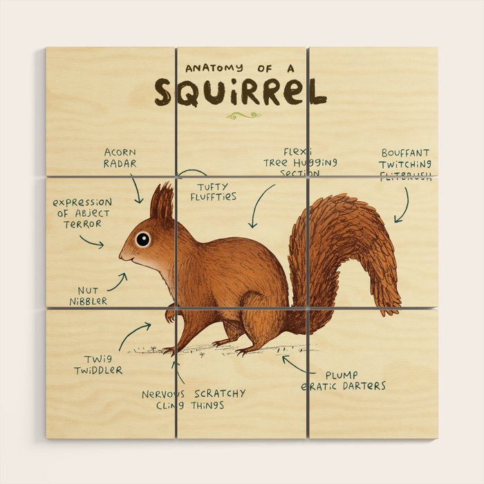 Anatomy of a Squirrel Wood Wall Art Gallery Image 1