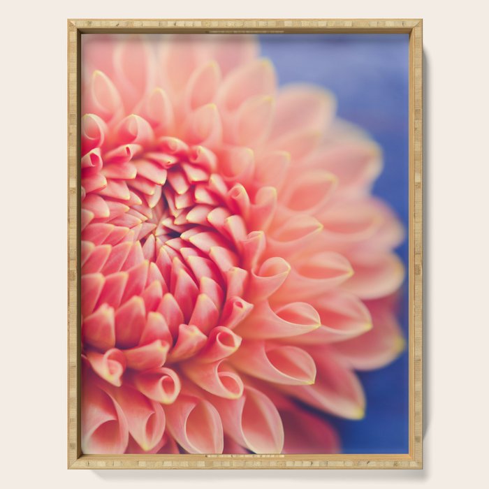 Enlightened -pink autumn dahlia flower photography Serving Tray Gallery Image 1