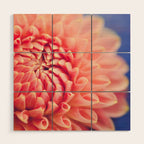Enlightened -pink autumn dahlia flower photography Wood Wall Art Gallery Image 1