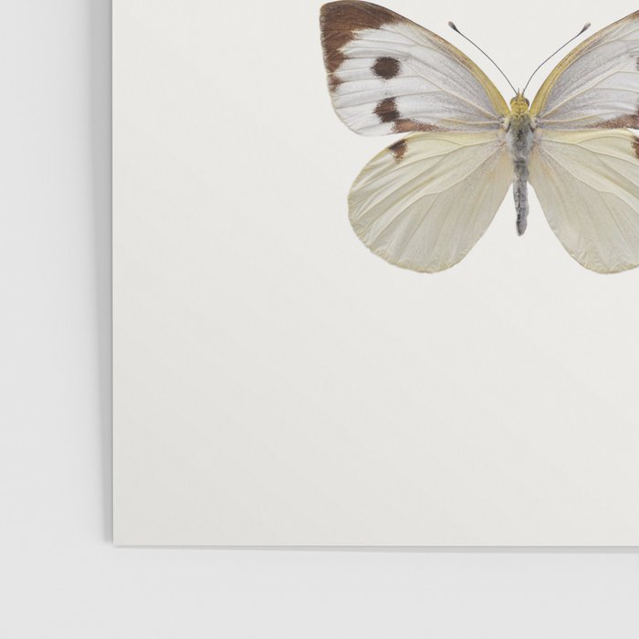 Butterflies in Neutral Colors Poster Gallery Image 3