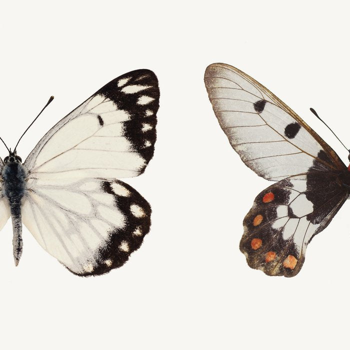 Butterflies in Neutral Colors Coffee Mug Gallery Image 2