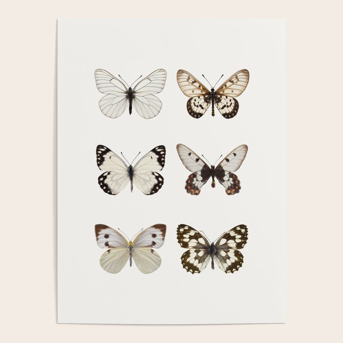 Butterflies in Neutral Colors Poster Gallery Image 4