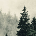 Thick pine forest in the descending mist Coffee Mug Gallery Image 2