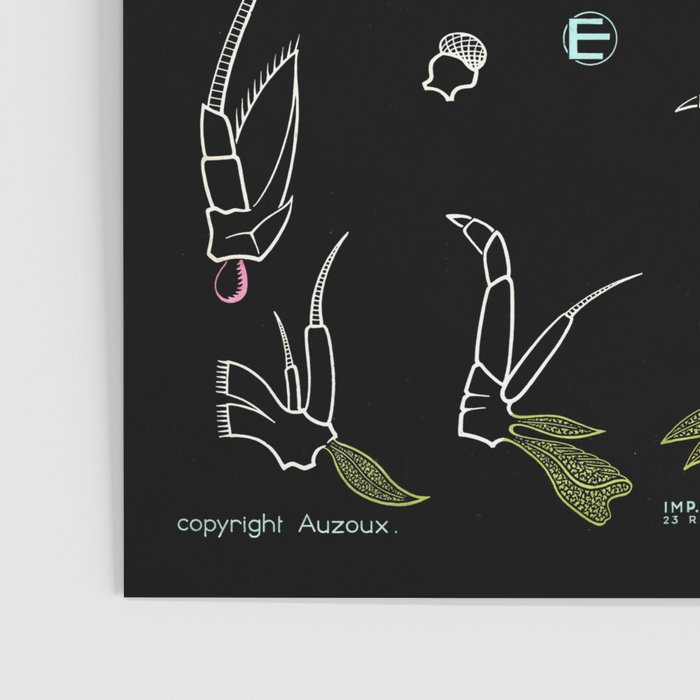 Paul Sougy: The Crayfish, 1957 (proceeds benefit The Nature Conservancy) Poster Gallery Image 3