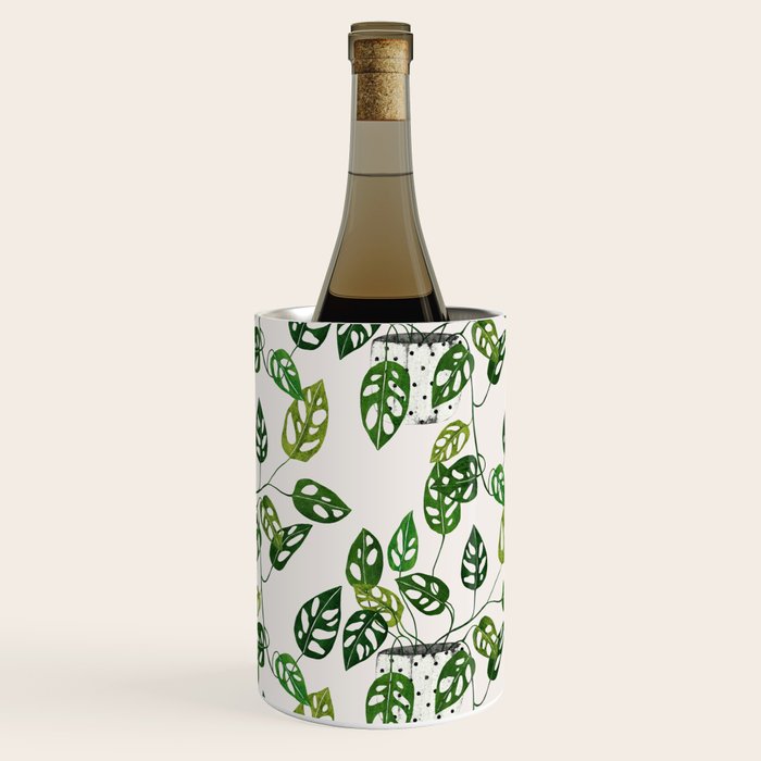 Monstera obliqua interior plant Wine Chiller Gallery Image 3