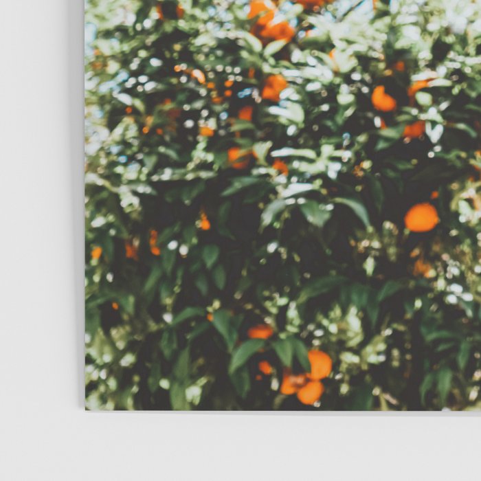 Orange Tree Fruits Print, Barcelona Spain Print, Orange Fruits Wall Art Print, Urban Photography, Tropical Summer Print Poster Gallery Image 3