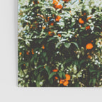 Orange Tree Fruits Print, Barcelona Spain Print, Orange Fruits Wall Art Print, Urban Photography, Tropical Summer Print Poster Gallery Image 3