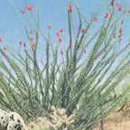 Desert Dots Coffee Mug Gallery Image 2