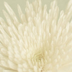 Pale Beauty Coffee Mug Gallery Image 2