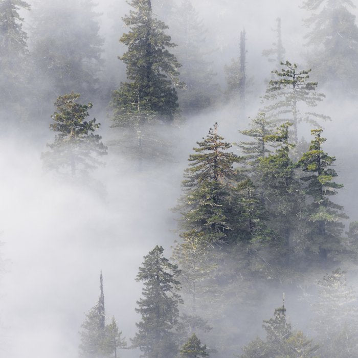 Forest In The Sky - Redwood National Park Foggy Trees Coffee Mug Gallery Image 2
