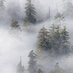 Forest In The Sky - Redwood National Park Foggy Trees Coffee Mug Gallery Image 2
