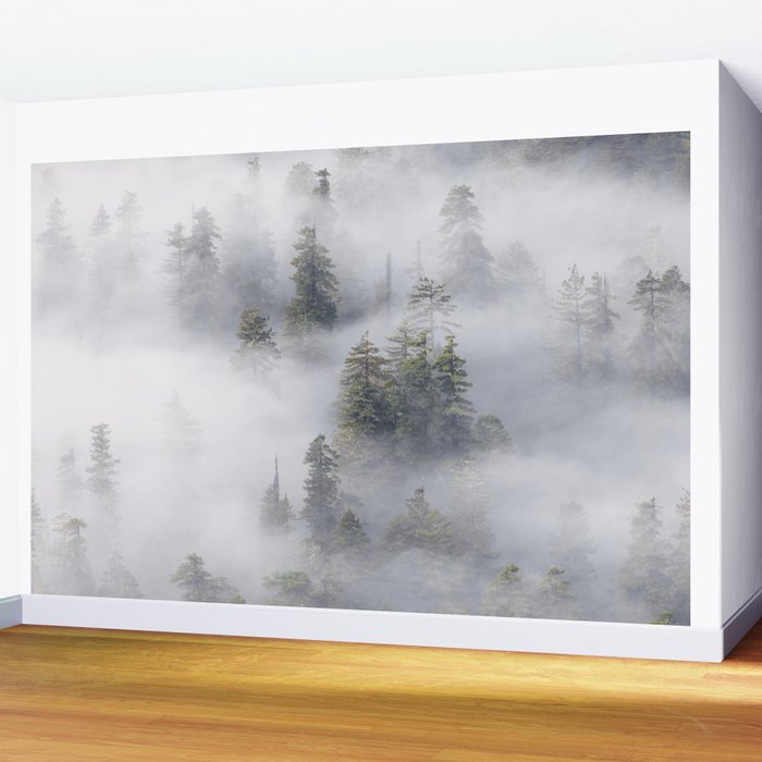 Forest In The Sky - Redwood National Park Foggy Trees Wall Mural Gallery Image 2