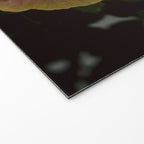 hibiscus photograph - floral botanical tropical art Welcome Mat Gallery Image 2