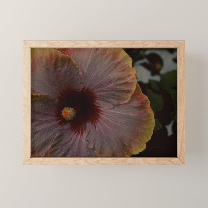 hibiscus photograph - floral botanical tropical art Mini Art Print Gallery Image 1