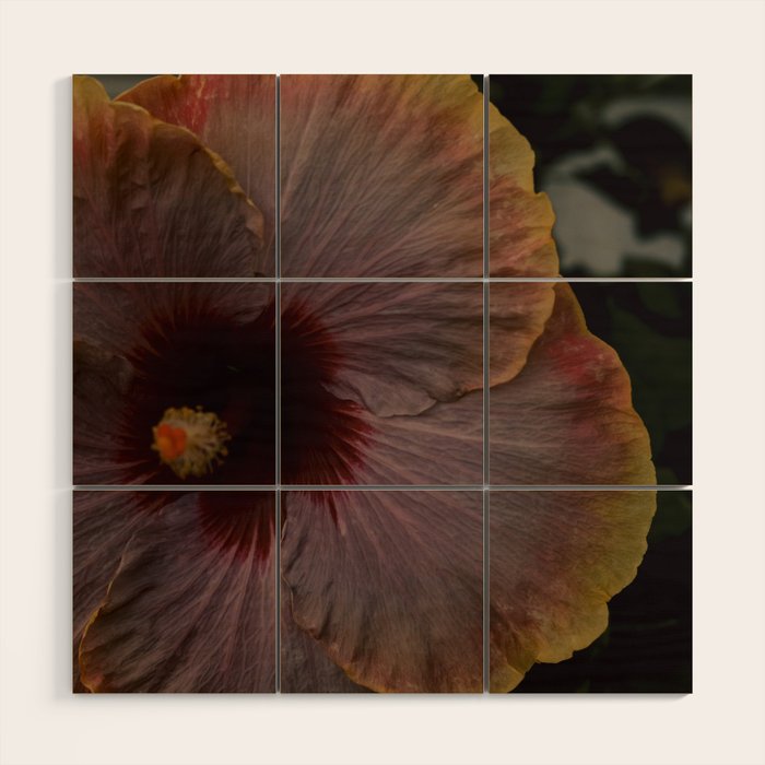 hibiscus photograph - floral botanical tropical art Wood Wall Art Gallery Image 1