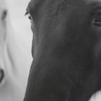 Horses in the Snow - Black and White Winter Photography Print Coffee Mug Gallery Image 2