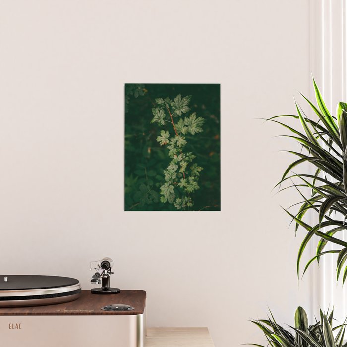 Ribes Lacustre Poster Gallery Image 2