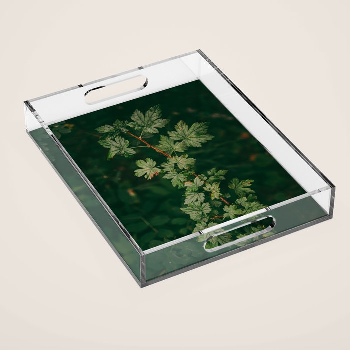 Ribes Lacustre Acrylic Tray Gallery Image 1