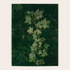 Ribes Lacustre Poster Gallery Image 4