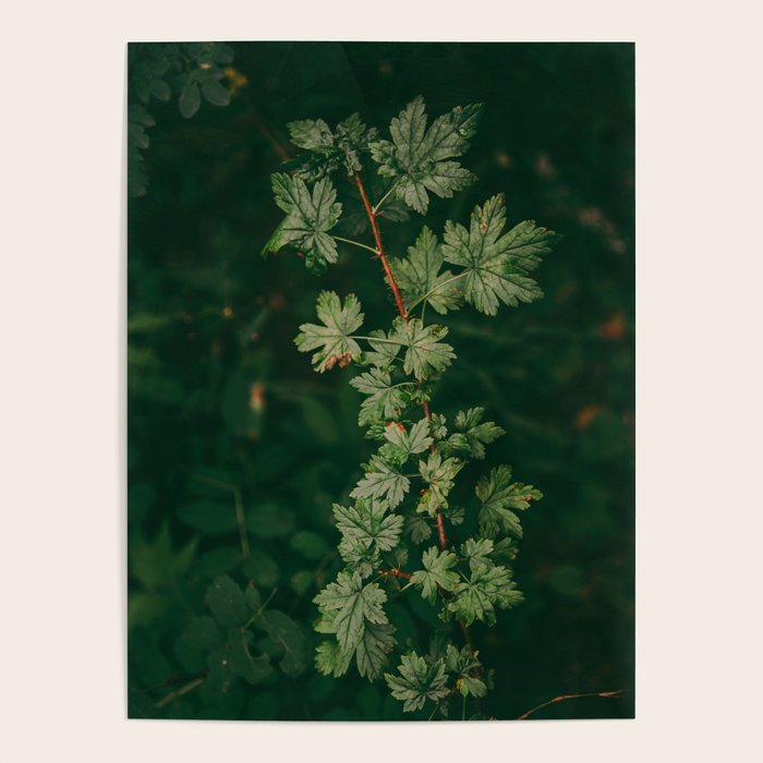 Ribes Lacustre Poster Gallery Image 1