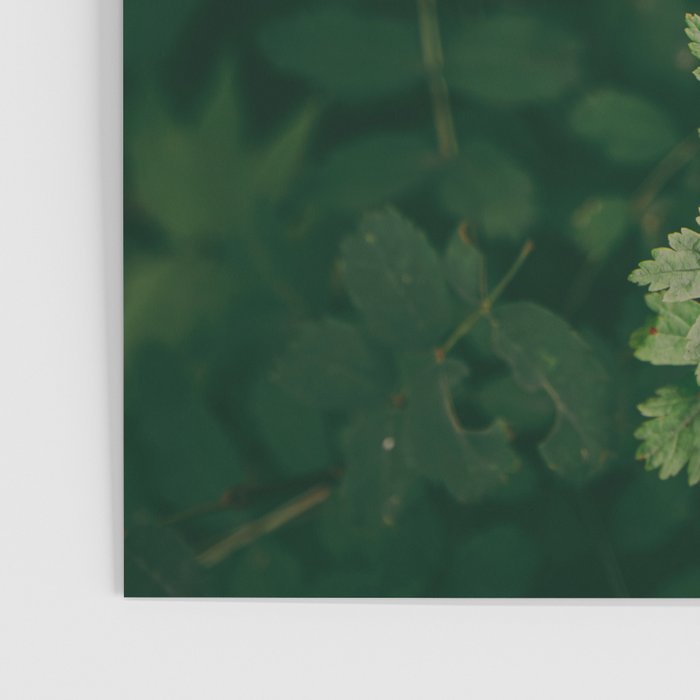 Ribes Lacustre Poster Gallery Image 3