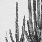 DESERT CACTUS XVII / Baja, Mexico Coffee Mug Gallery Image 2