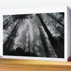 The Dark Forest (Black and White) Wall Mural Gallery Image 2