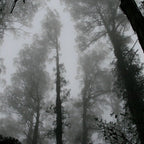 The Dark Forest (Black and White) Coffee Mug Gallery Image 2