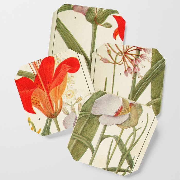 Wildflowers from "Rocky Mountain Flowers" (1914) by Edith Clements (benefitting The Nature Conservancy) Coaster Gallery Image 1