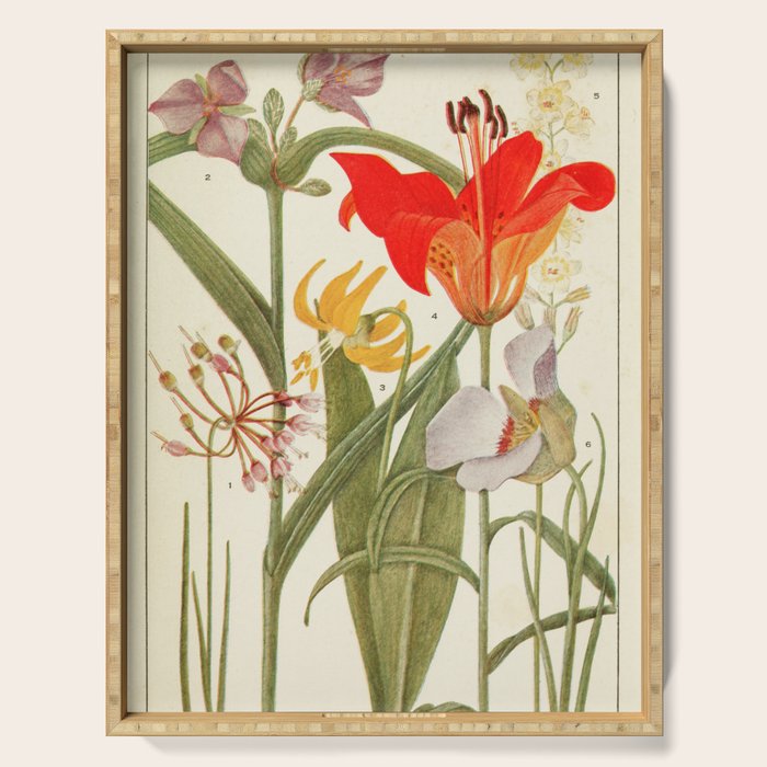 Wildflowers from "Rocky Mountain Flowers" (1914) by Edith Clements (benefitting The Nature Conservancy) Serving Tray Gallery Image 1