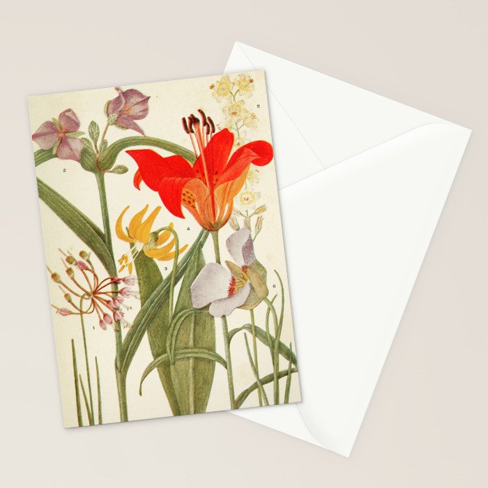 Wildflowers from "Rocky Mountain Flowers" (1914) by Edith Clements (benefitting The Nature Conservancy) Stationery Card Gallery Image 2